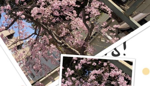 枝垂れ桜、二宮神社にて